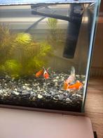 Goud vissen, Ophalen of Verzenden, Zo goed als nieuw, Gevuld zoetwateraquarium