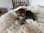 4 prachtige kittens te koop, Dieren en Toebehoren, Katten en Kittens | Overige Katten, Poes