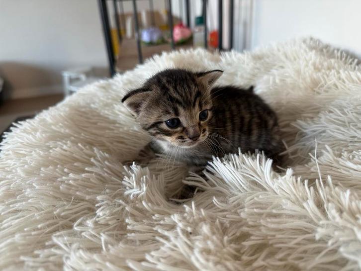 4 prachtige kittens te koop(Beide grijze gereserveerd), Dieren en Toebehoren, Katten en Kittens | Overige Katten, Poes