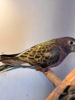 Bourke pop uit blauw, “23, Dieren en Toebehoren, Vogels | Parkieten en Papegaaien, Vrouwelijk, Parkiet, Geringd