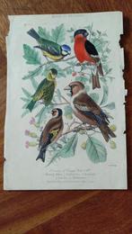Gekleurde ornithologische antieke prent, Gebruikt, Ophalen of Verzenden, Voor 1940, Dier