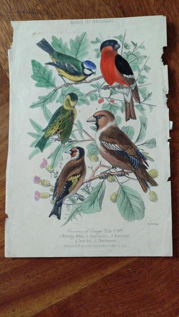 Gekleurde ornithologische antieke prent beschikbaar voor biedingen
