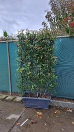 Planten, Volle zon, Vaste plant, Lente, Ophalen