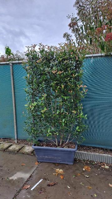 Planten beschikbaar voor biedingen