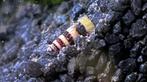 10st slaketende slakken Anatome Helena, Dieren en Toebehoren, Vissen | Aquariumvissen, Slak of Weekdier