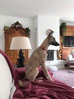 Whippet te koop 6 mnd oud., Dieren en Toebehoren, Whippet, 1 tot 2 jaar, Teef, Parvo