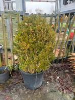 Buxus in pot 70cm hoog, Ophalen, Buxus, Minder dan 100 cm