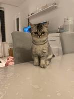 Raszuivere  Britse korthaar poesje en katertje, Dieren en Toebehoren, Katten en Kittens | Raskatten | Korthaar, Meerdere dieren