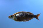 Rode regenboogvis (Glossolepsis incicus) - kweekgroep 3.5, Dieren en Toebehoren, Vissen | Aquariumvissen, Vis, Zoetwatervis, Schoolvis