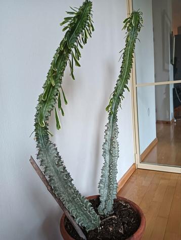 Euphorbia Ingens marmorata met blaadjes 110 cm beschikbaar voor biedingen