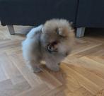 Pomeranian pomeriaan, Dieren en Toebehoren, Rabiës (hondsdolheid), Reu, 8 tot 15 weken, Poolhond