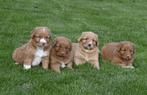 Nova Scotia Duck Tolling Retriever pups # toller pups, Dieren en Toebehoren, Honden | Retrievers, Spaniëls en Waterhonden, Overige rassen
