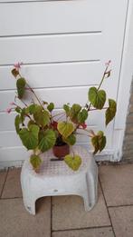 Winterharde Begonia Roze, Tuin en Terras, Vaste plant, Halfschaduw, Zomer, Ophalen