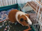 Mooie cavia's te koop!, Dieren en Toebehoren, Knaagdieren, September, Meerdere dieren, Cavia