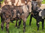 Prachtig getekende nubische bok., Dieren en Toebehoren, Schapen, Geiten en Varkens, Mannelijk, Geit, 0 tot 2 jaar