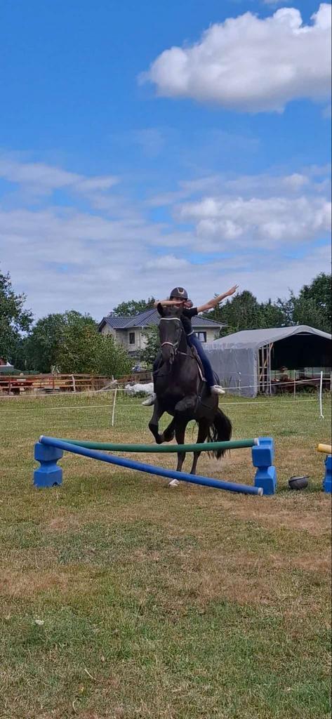 Weidegang met rijbak in Schoonebeek, Dieren en Toebehoren, Stalling en Weidegang, Weidegang