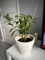 Mooie lipstick plant, Overige soorten, Minder dan 100 cm, Ophalen of Verzenden, Halfschaduw