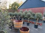 Olijfbomen | Olea europaea | verschillende maten, 100 tot 250 cm, Olijfboom, Zomer, Ophalen
