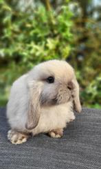 Mooie raszuivere minilop baby konijntjes, Dieren en Toebehoren, Konijnen, Meerdere dieren, Klein, Hangoor, 0 tot 2 jaar