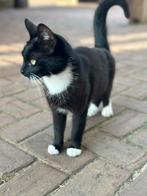 Klein poesje van twee jaar oud., Poes