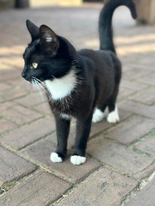 Klein poesje van twee jaar oud., Dieren en Toebehoren, Katten en Kittens | Overige Katten, Poes