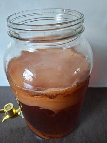 Kombucha SCOBY - Zelf Kombucha Maken beschikbaar voor biedingen
