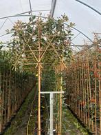 Lei prunus en lei Photinia in stam hoogte maten, Tuin en Terras, Planten | Bomen, In pot, 250 tot 400 cm, Ophalen of Verzenden