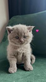 britse korthaar kittens Lilac, Dieren en Toebehoren, Katten en Kittens | Raskatten | Korthaar, Meerdere dieren, Gechipt, 0 tot 2 jaar