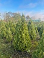 Kleine kerstboompjes, mini boompje, conica groen en blauw, Ophalen