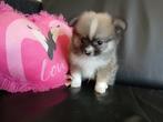 Prachtige pomchi pups, Overige rassen, 8 tot 15 weken, CDV (hondenziekte), Meerdere