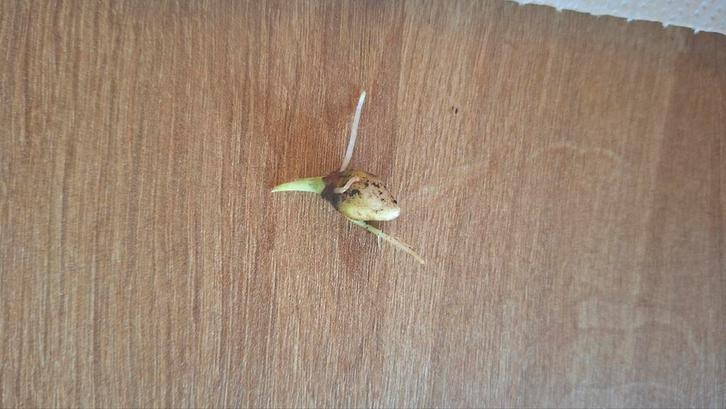 alocasia Heterophylla, Huis en Inrichting, Kamerplanten, Overige soorten, Minder dan 100 cm, Groene kamerplant, Halfschaduw, In pot