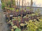 Tetrapanax papyrifer,  grote maten uitverkoop, Overige soorten, Zomer, Ophalen, Volle zon