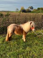 Prachtige appaloosa mini merrie!, Dieren en Toebehoren, Merrie