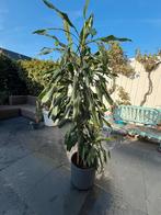 Dracaena Janet Lind - Drakenbloedboom prijs verlaagt, Ophalen, Overige soorten, Halfschaduw, In pot