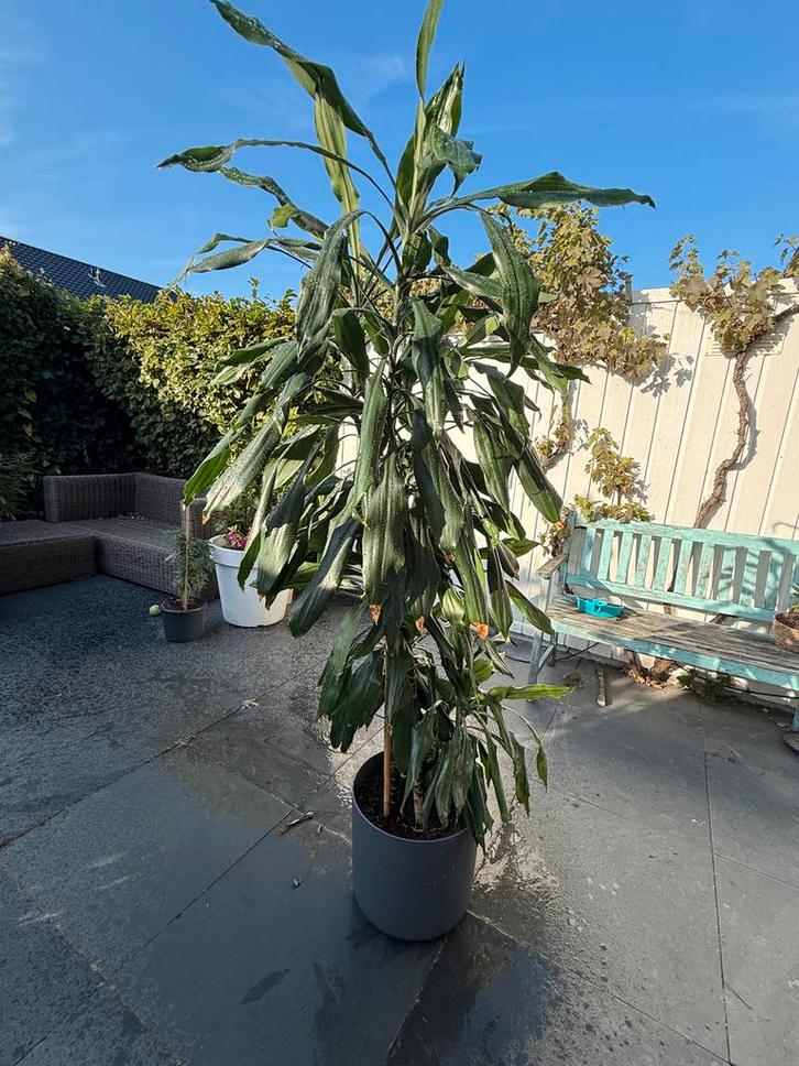 Dracaena Janet Lind - Drakenbloedboom prijs verlaagt, Huis en Inrichting, Kamerplanten, Overige soorten, 150 tot 200 cm, Groene kamerplant