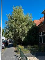 Volgroeide Krulwilg Salix matsudana ‘Tortuosa’, Tuin en Terras, Ophalen, Volle zon, Overige soorten, 400 cm of meer