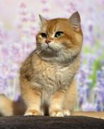 Brits korthaar dekkater( niet te koop), Kater, Met stamboom