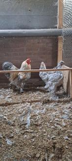 Brahma trio isabel, Dieren en Toebehoren, Meerdere dieren, Kip