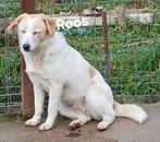 Roos zoekt baasje, Dieren en Toebehoren, Honden | Niet-rashonden, Particulier, Rabiës (hondsdolheid), 15 weken tot 1 jaar, Buitenland