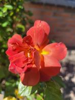 Rosa Espresso biologische struikroos van de Bierkreek, Volle zon, Vaste plant, Lente, Ophalen