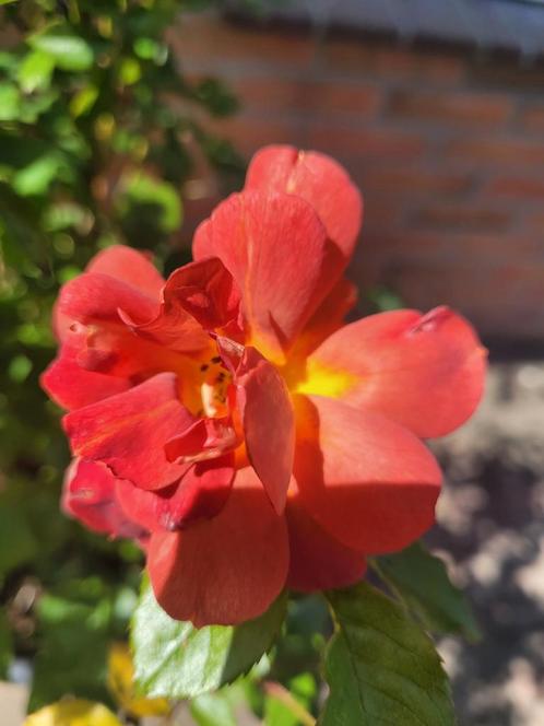 Rosa Espresso biologische struikroos van de Bierkreek, Tuin en Terras, Planten | Tuinplanten, Vaste plant, Overige soorten, Volle zon
