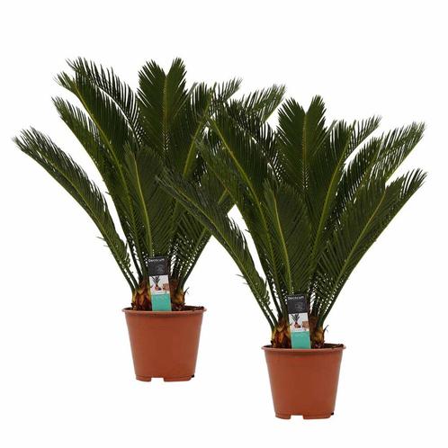 Decorum Duo Cycas Revoluta, Huis en Inrichting, Kamerplanten, Overige soorten, Minder dan 100 cm, Halfschaduw, Verzenden