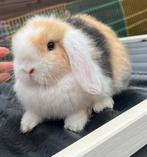 Mooie raszuivere hangoordwergen, Dieren en Toebehoren, Konijnen