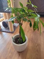 Plant, Huis en Inrichting, Ophalen of Verzenden, Overige soorten, Minder dan 100 cm