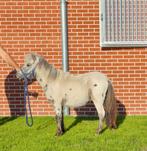Few spot appaloosa jaarling, Hengst
