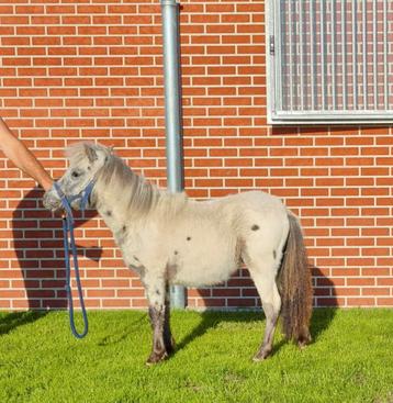 Few spot appaloosa jaarling beschikbaar voor biedingen