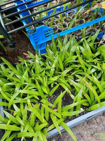 GRATIS 5 palm zaailing 2e jaars wagnerianus x fortunei b.a.v beschikbaar voor biedingen