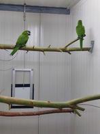 Ara nobilis koppels  (wegens inkrimpen), Dieren en Toebehoren, Vogels | Parkieten en Papegaaien, Meerdere dieren, Papegaai