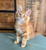 Maine Coon kittens, Dieren en Toebehoren, Katten en Kittens | Raskatten | Langhaar, Meerdere dieren, Gechipt