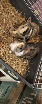2 jongens  jonge konijnen met 2 kooien, Dieren en Toebehoren, Konijnen, Mannelijk